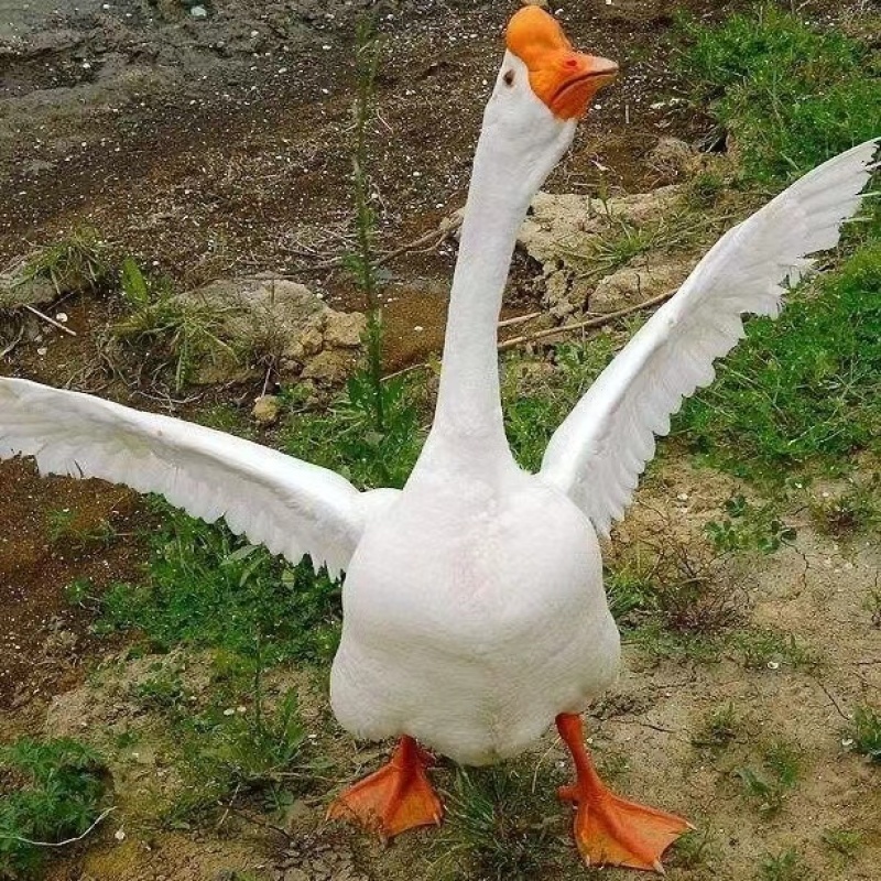 三花大鹅