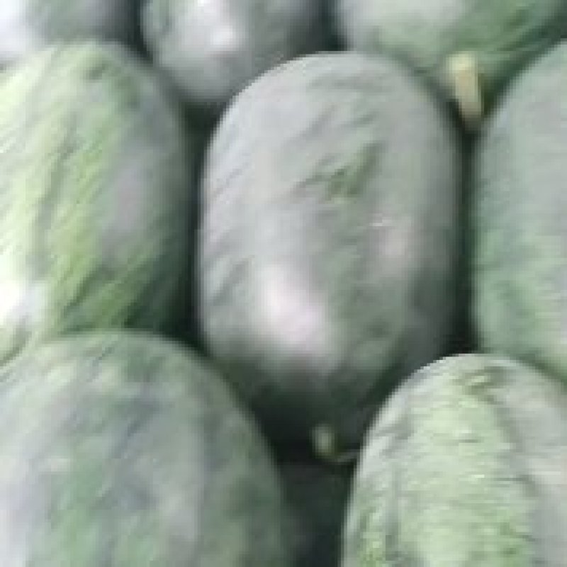 黑美人西瓜