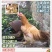 三黄鸡苗