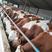 西门塔尔肉牛犊大量出售，保质保量，成活率保证六个月。