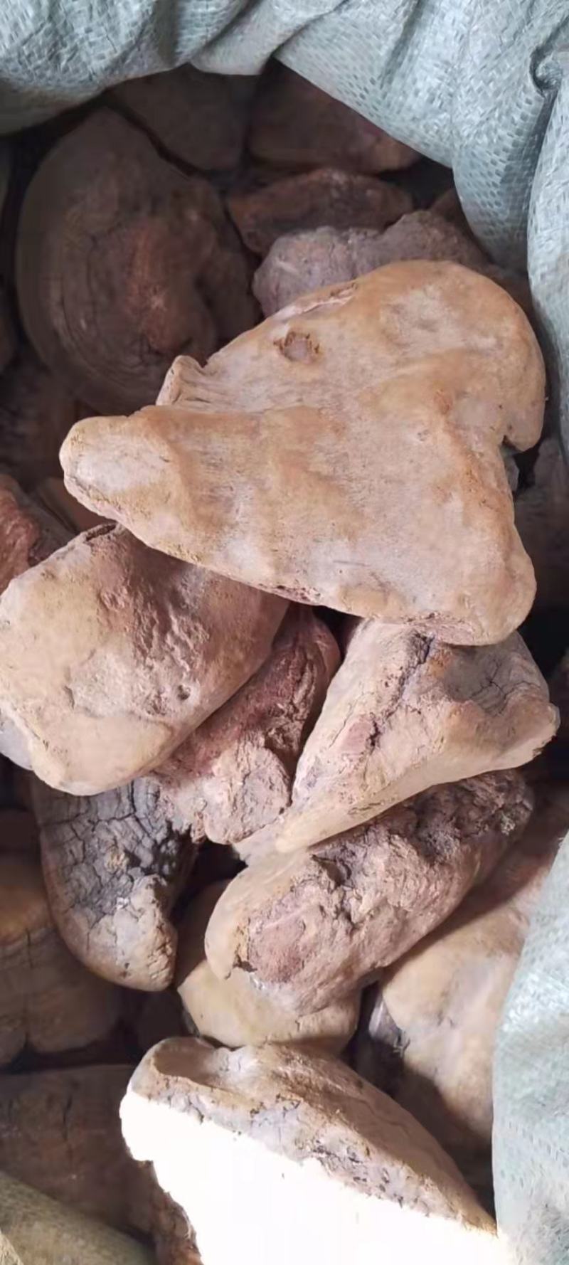 桑黄