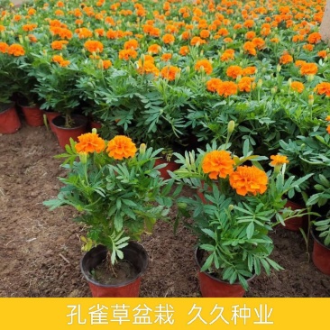 孔雀草万寿菊盆栽花苗绿植花卉室内四季开花盆栽花苗室外景观