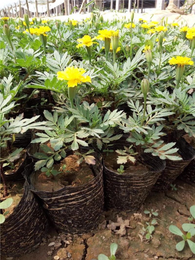 孔雀草万寿菊盆栽花苗绿植花卉室内四季开花盆栽花苗室外景观