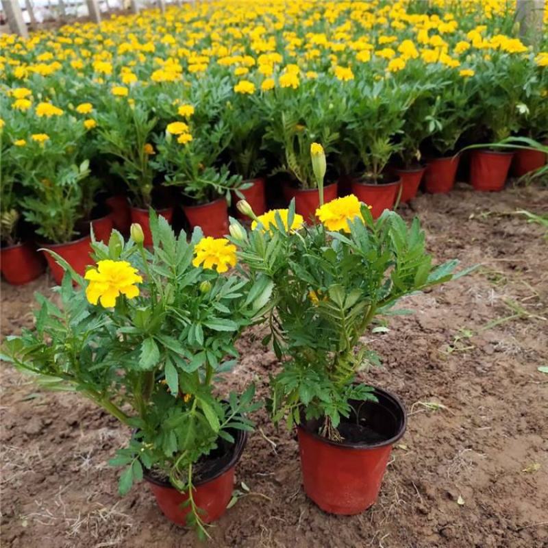 孔雀草万寿菊盆栽花苗绿植花卉室内四季开花盆栽花苗室外景观