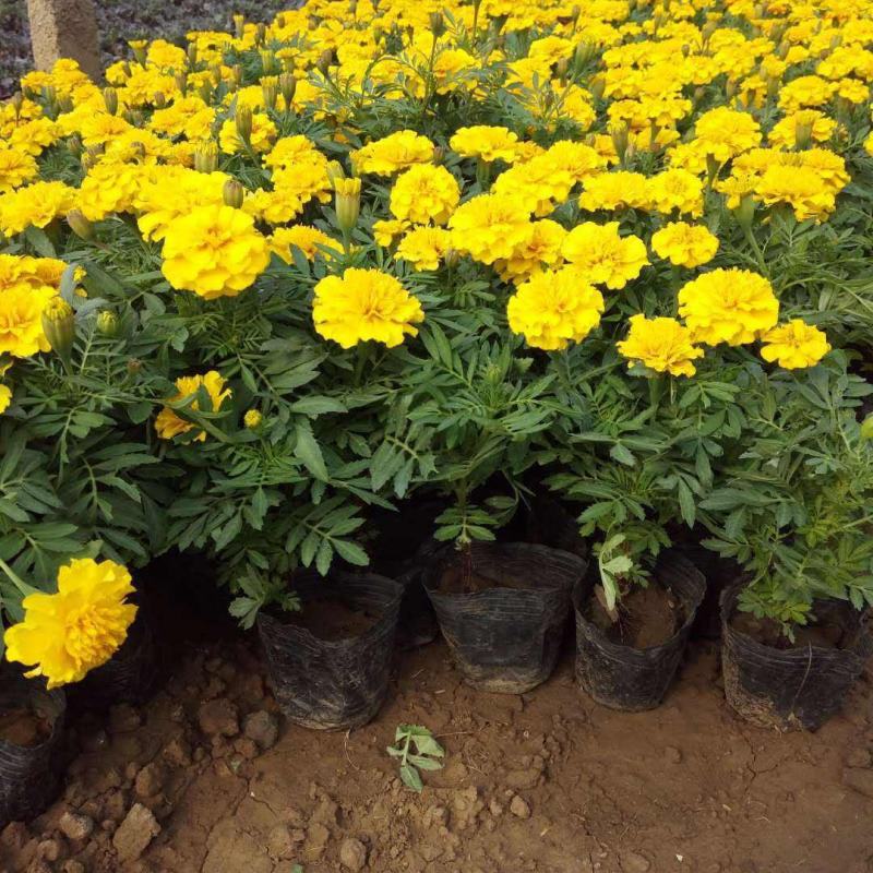 孔雀草万寿菊盆栽花苗绿植花卉室内四季开花盆栽花苗室外景观