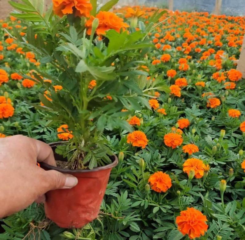 孔雀草万寿菊盆栽花苗绿植花卉室内四季开花盆栽花苗室外景观