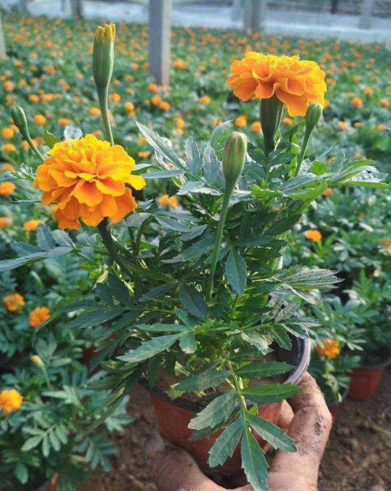 孔雀草万寿菊盆栽花苗绿植花卉室内四季开花盆栽花苗室外景观