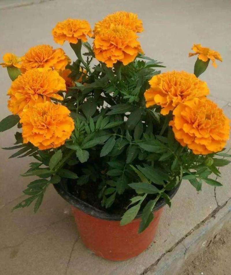 孔雀草万寿菊盆栽花苗绿植花卉室内四季开花盆栽花苗室外景观
