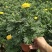 孔雀草万寿菊盆栽花苗绿植花卉室内四季开花盆栽花苗室外景观