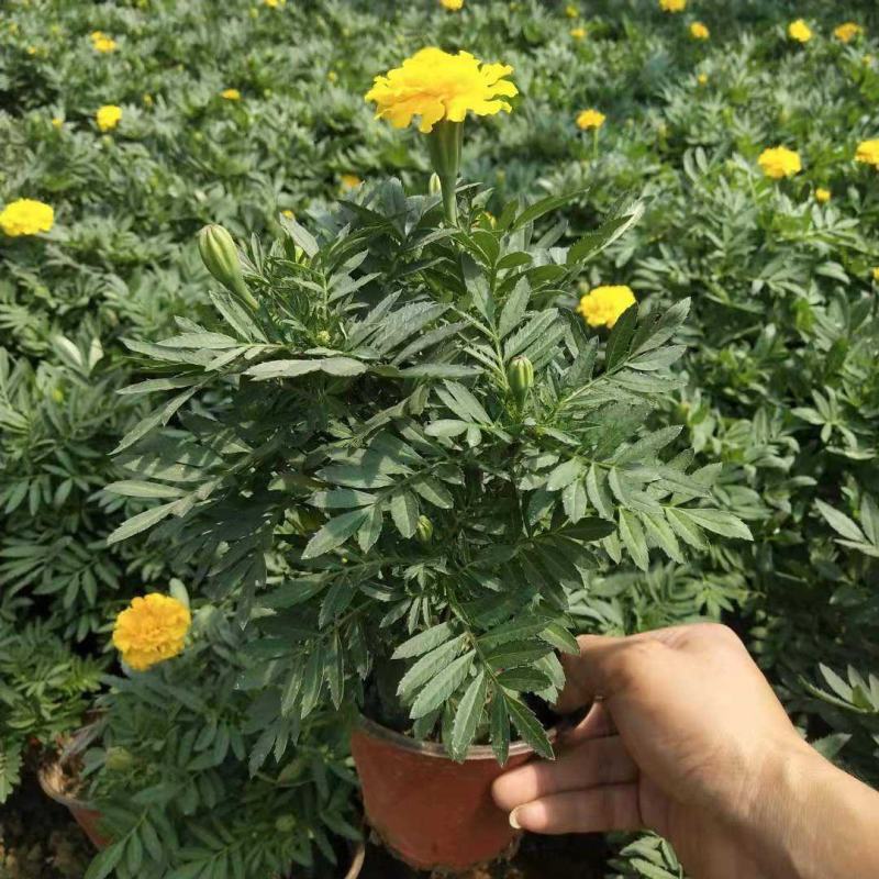 孔雀草万寿菊盆栽花苗绿植花卉室内四季开花盆栽花苗室外景观