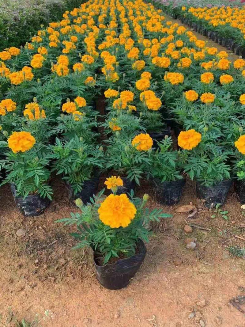 孔雀草万寿菊盆栽花苗绿植花卉室内四季开花盆栽花苗室外景观