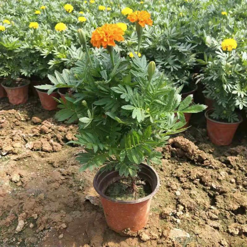 孔雀草万寿菊盆栽花苗绿植花卉室内四季开花盆栽花苗室外景观