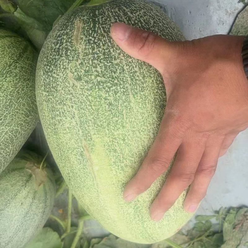 【热卖推荐】吐鲁番精品哈密瓜产地直销欢迎咨询