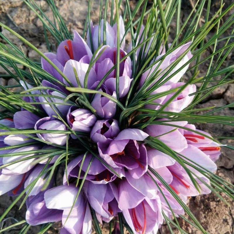 基地直供藏红花种球，藏红花种苗，藏红花
