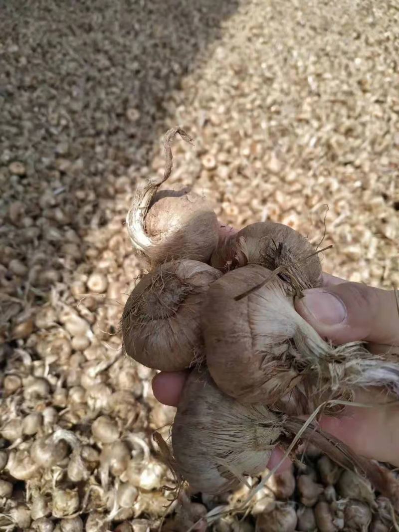 基地直供藏红花种球，藏红花种苗，藏红花