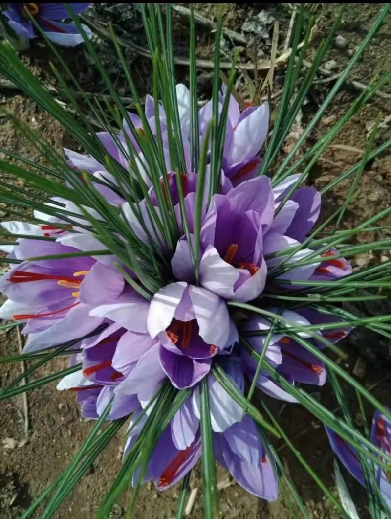 基地直供藏红花种球，藏红花种苗，藏红花