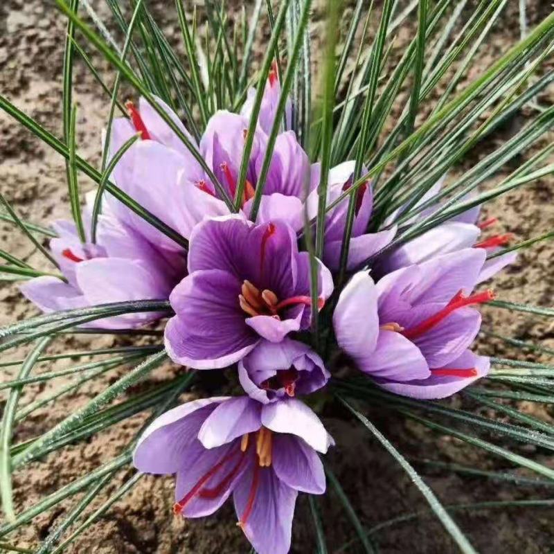 基地直供藏红花种球，藏红花种苗，藏红花