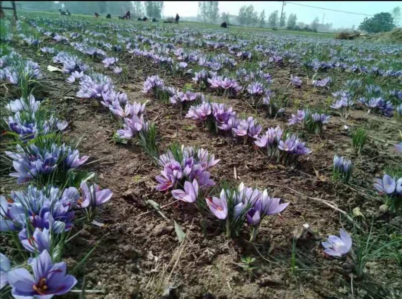 基地直供藏红花种球，藏红花种苗，藏红花