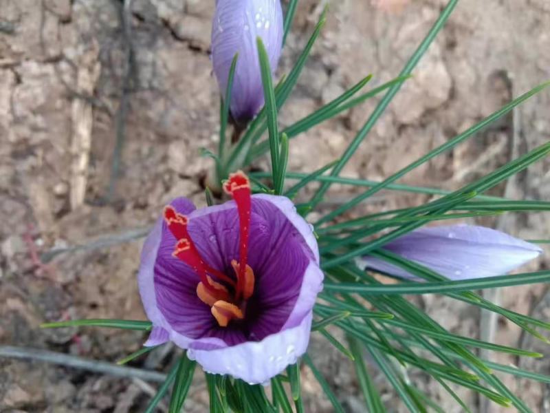基地直供藏红花种球，藏红花种苗，藏红花