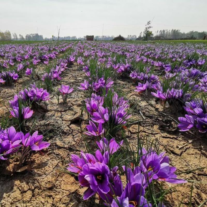 基地直供藏红花种球，藏红花种苗，藏红花
