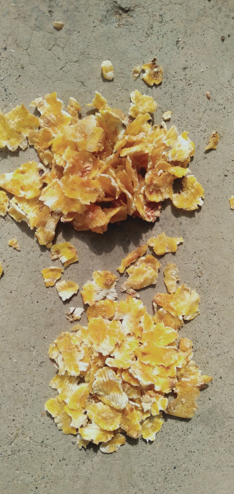 厂家直销大颗粒玉米压片大颗粒，完整度好