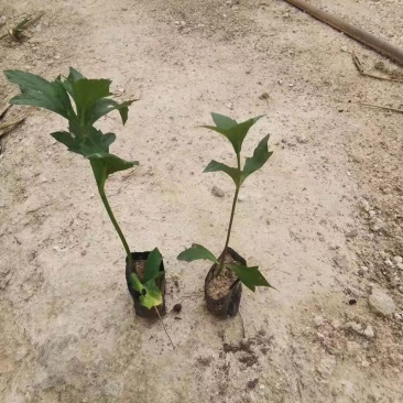 绿化蟛蜞菊小苗蟛蜞菊袋苗小杯苗别墅小区绿植地被苗