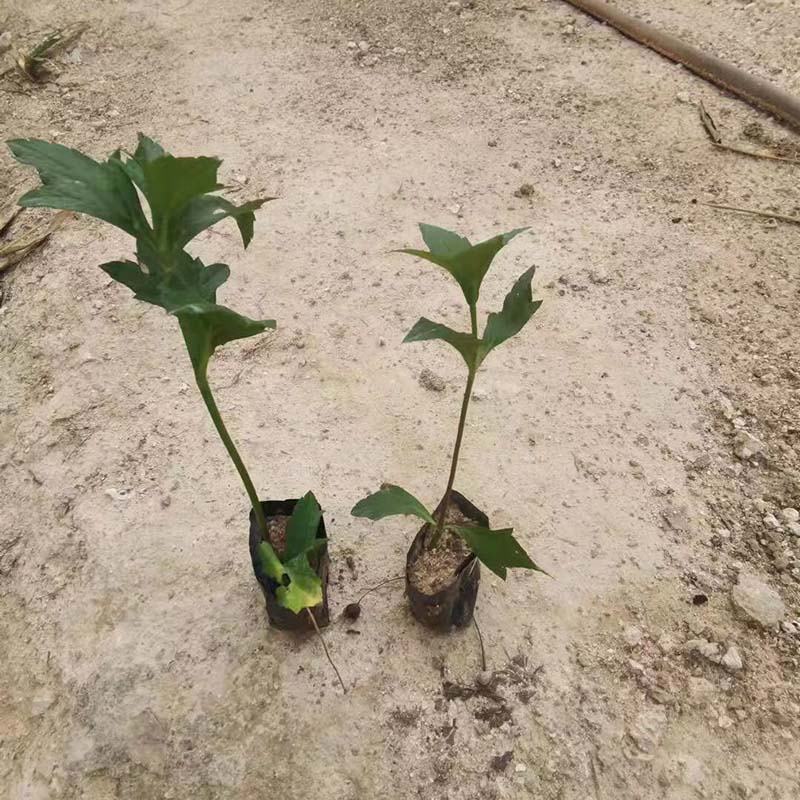 绿化蟛蜞菊小苗蟛蜞菊袋苗小杯苗别墅小区绿植地被苗
