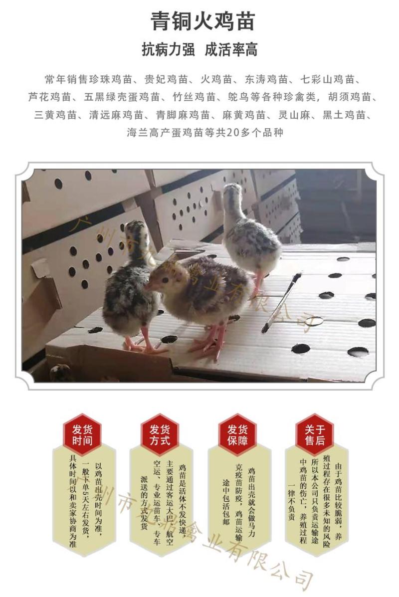 广州孵出壳纯种青铜火鸡苗观赏鸡苗包做疫苗全国发货