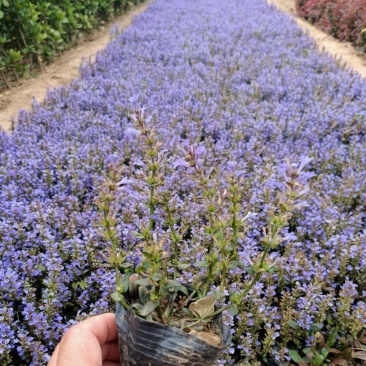 多花筋骨草基地筋骨草价格多花筋骨草杯苗蓝色多花筋骨草