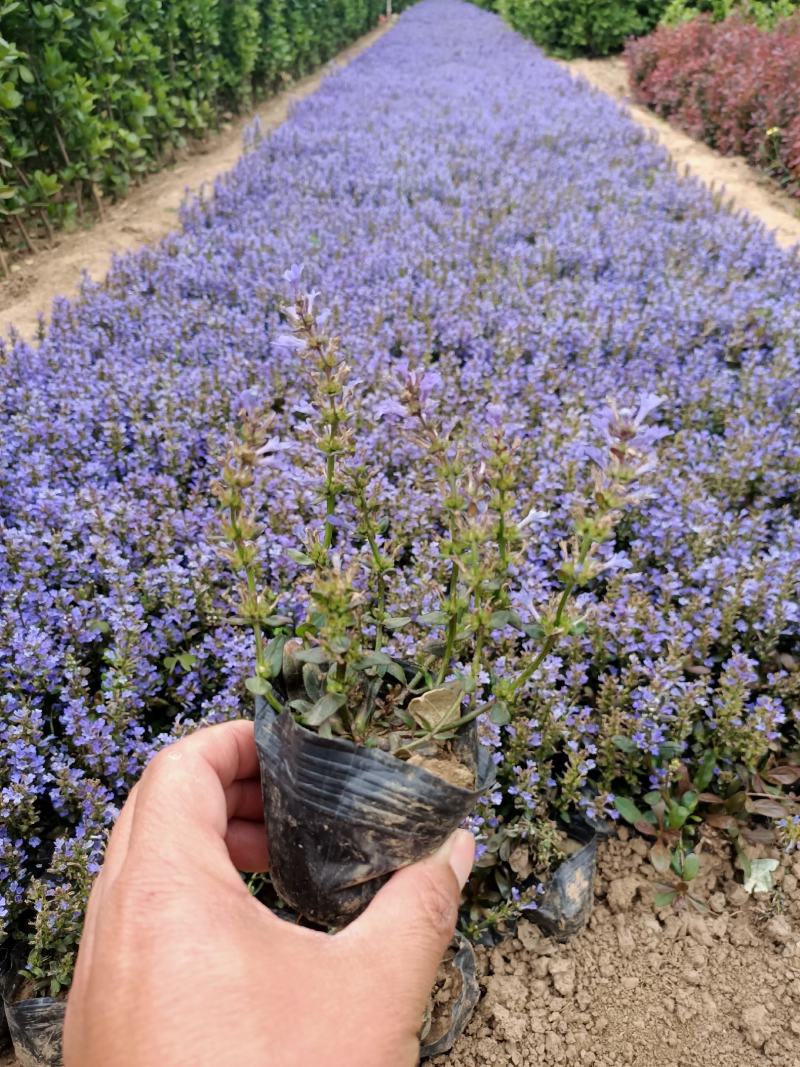 多花筋骨草基地筋骨草价格多花筋骨草杯苗蓝色多花筋骨草