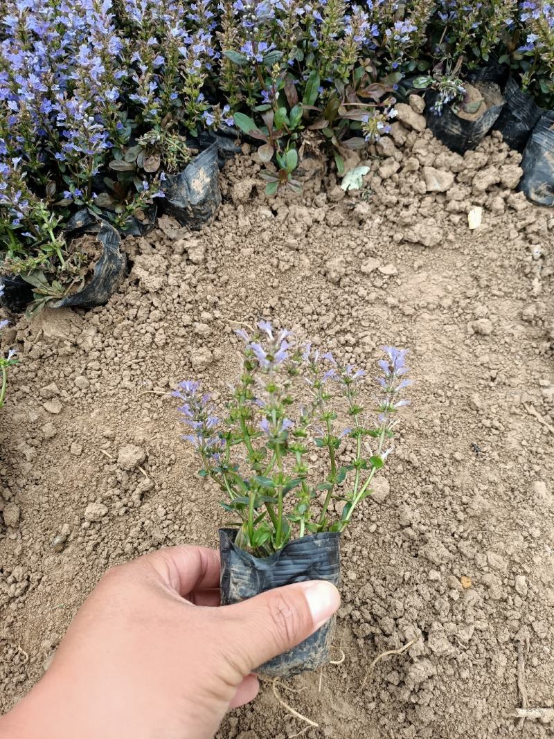 多花筋骨草基地筋骨草价格多花筋骨草杯苗蓝色多花筋骨草