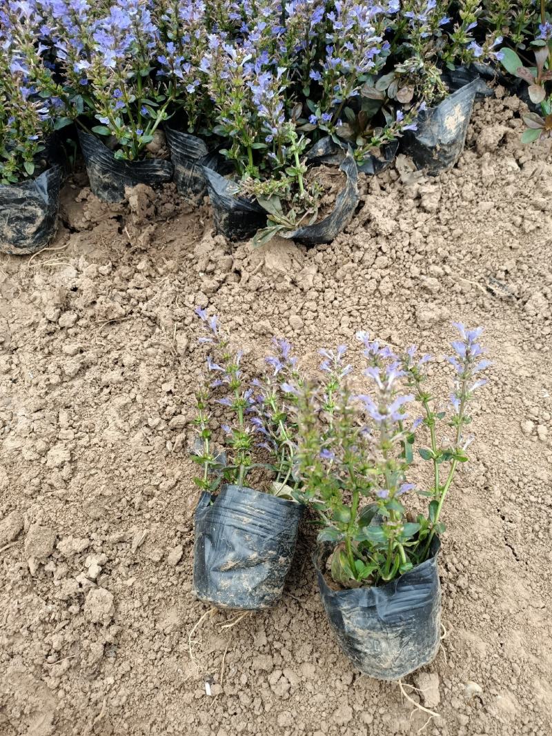 多花筋骨草基地筋骨草价格多花筋骨草杯苗蓝色多花筋骨草