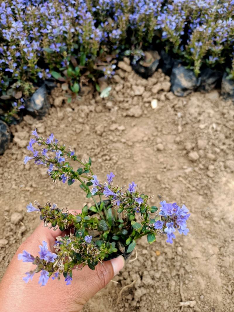 多花筋骨草基地筋骨草价格多花筋骨草杯苗蓝色多花筋骨草