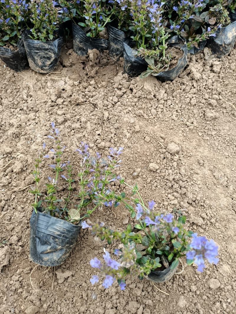 多花筋骨草基地筋骨草价格多花筋骨草杯苗蓝色多花筋骨草