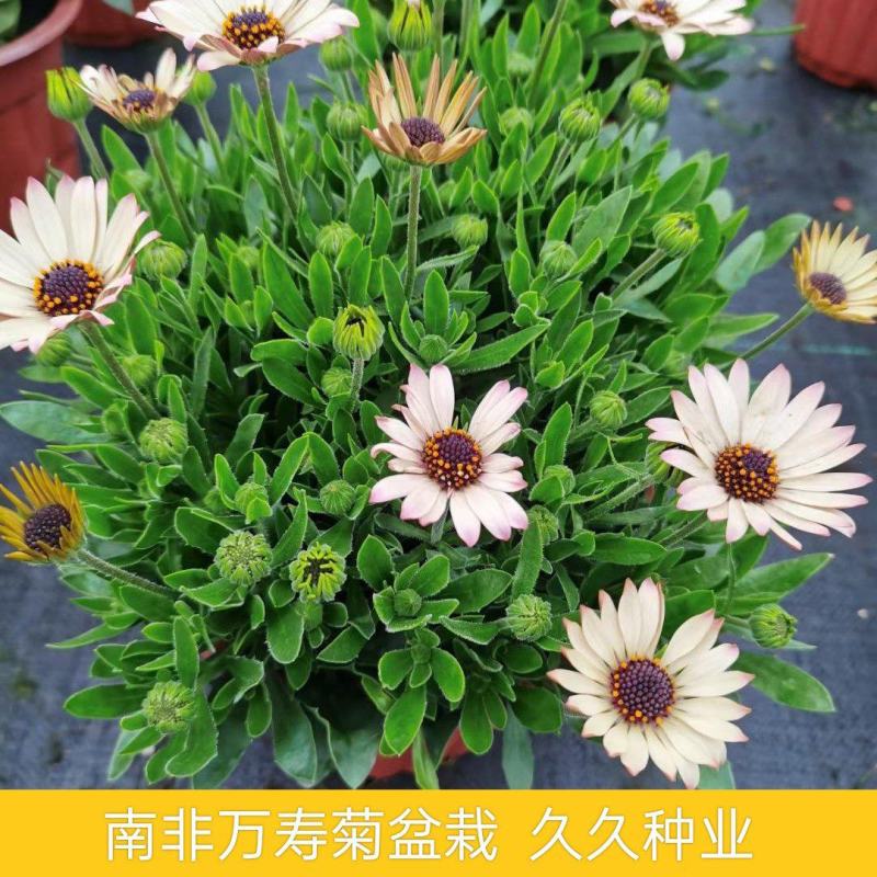南非万寿菊蓝目菊庭院阳台耐寒彩色万寿菊盆栽花卉花期长