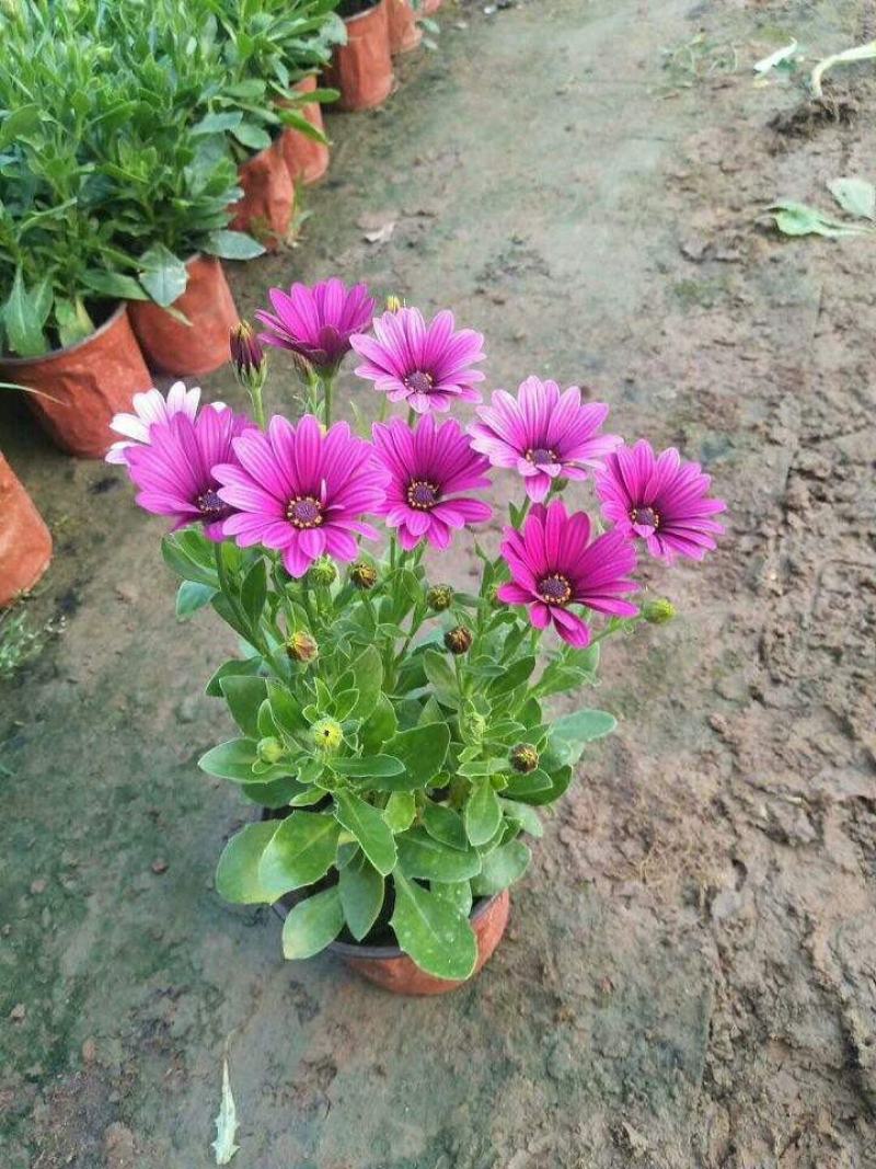 南非万寿菊蓝目菊庭院阳台耐寒彩色万寿菊盆栽花卉花期长