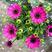 南非万寿菊蓝目菊庭院阳台耐寒彩色万寿菊盆栽花卉花期长