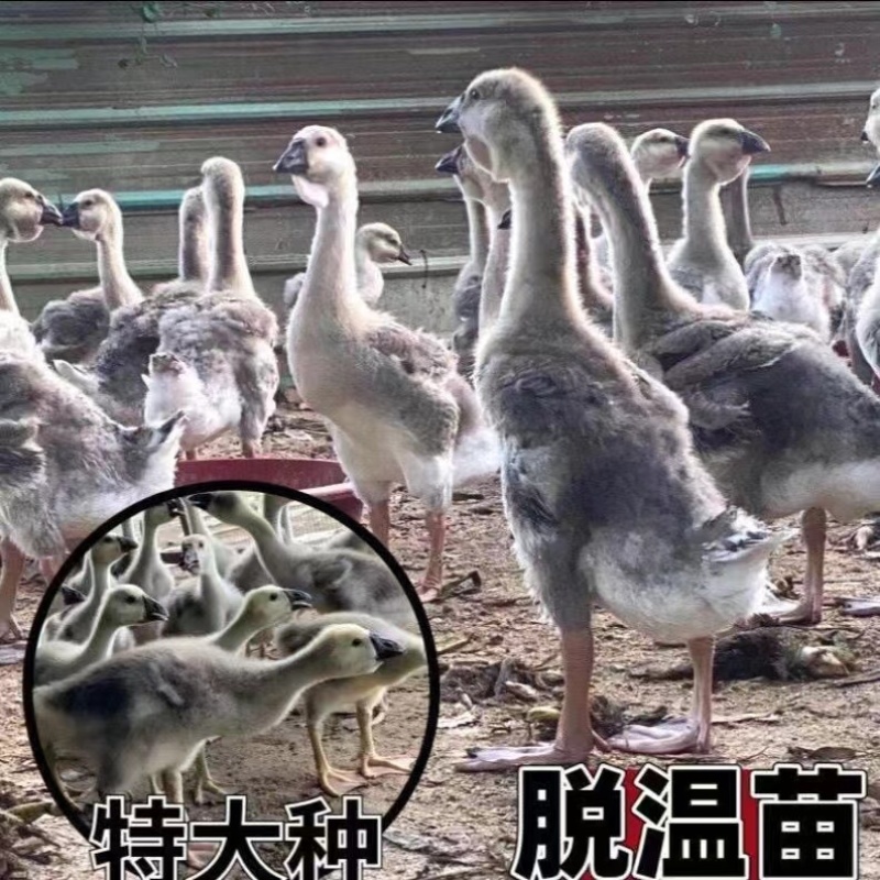 特大种狮头鹅