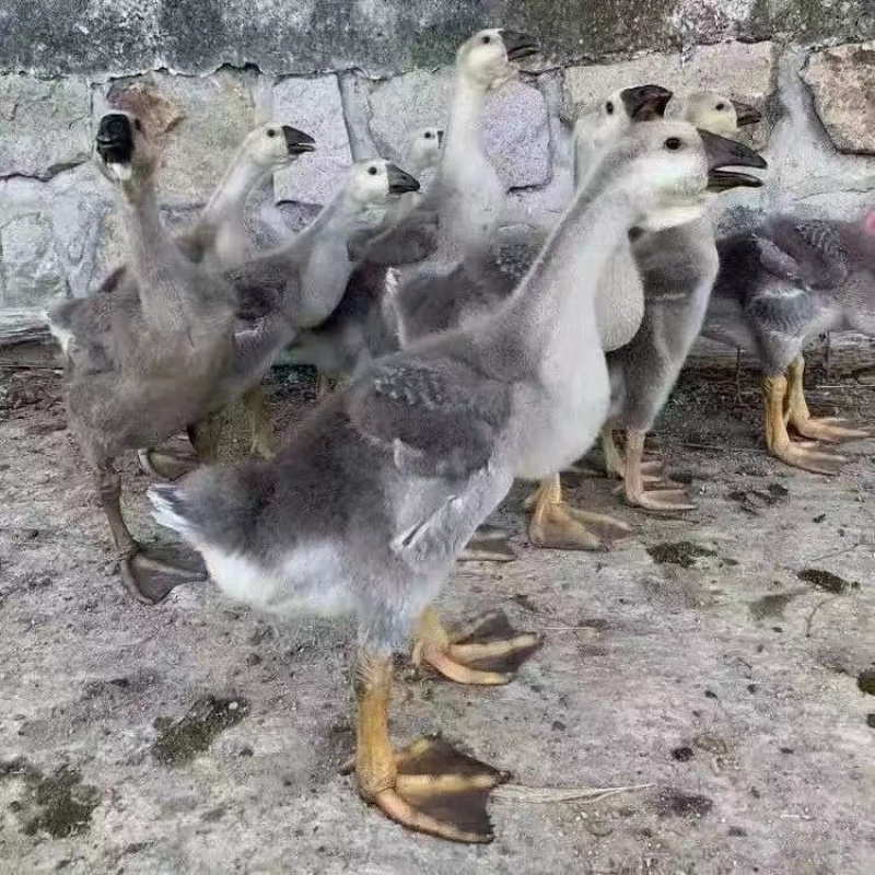 特大种狮头鹅