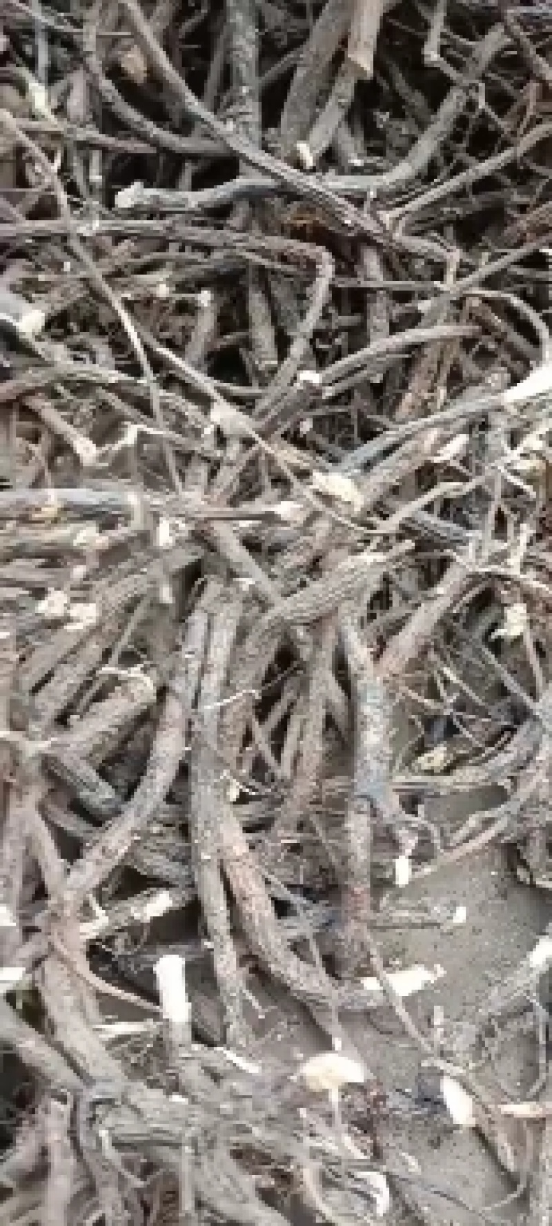 金雀根
