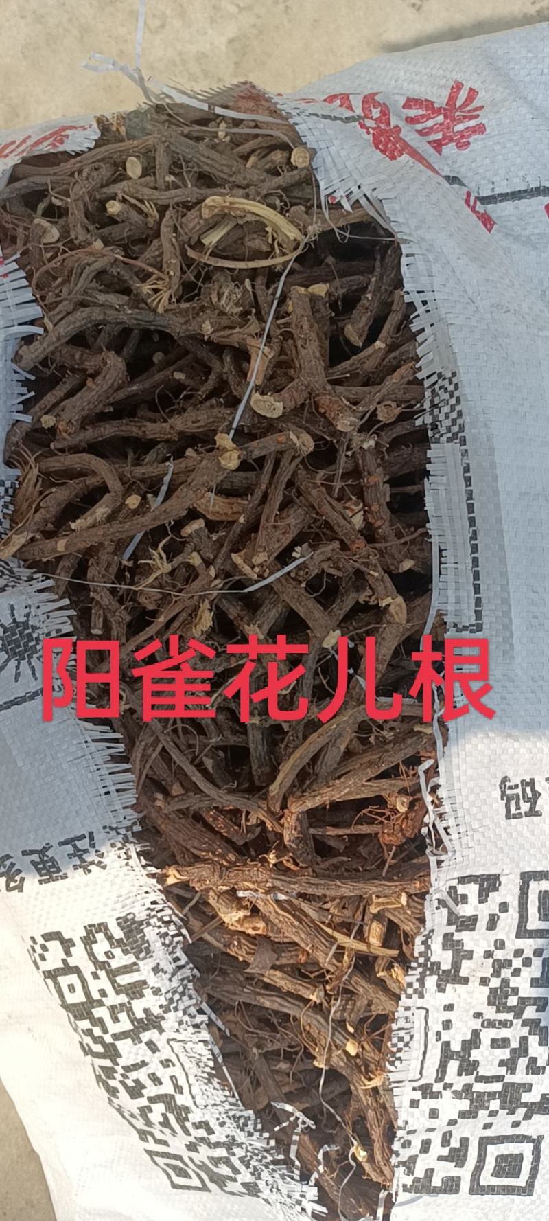 金雀根