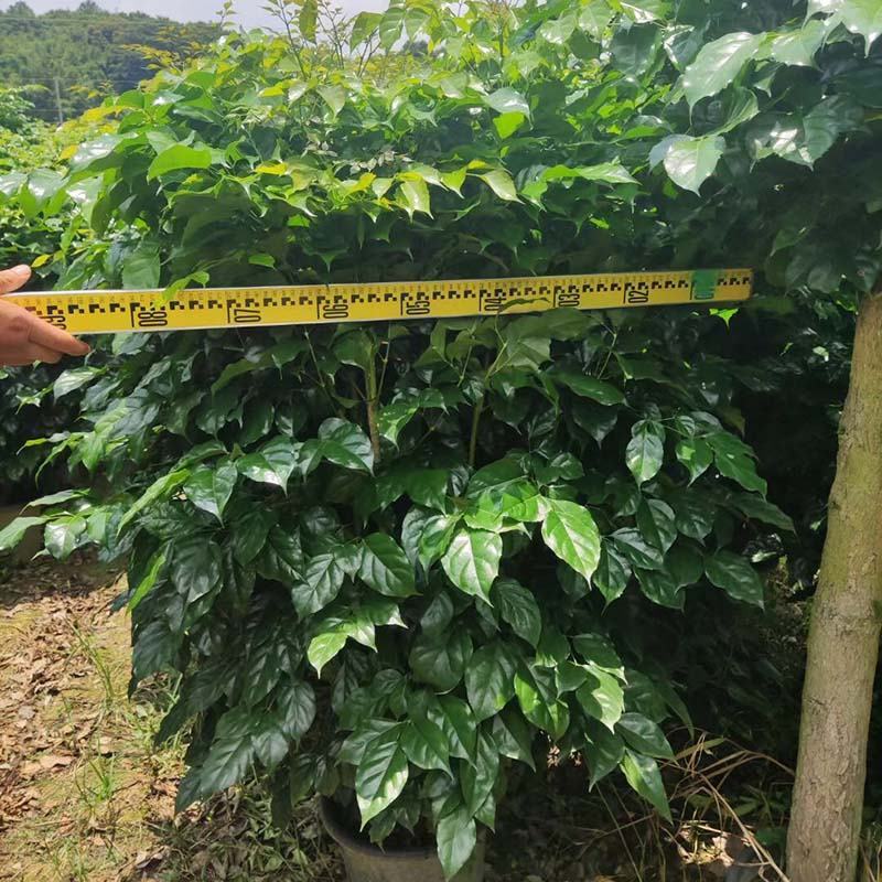 绿宝树盆景批发海南菜豆树盆栽幸福树小红盆报价