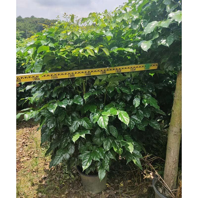 绿宝树盆景批发海南菜豆树盆栽幸福树小红盆报价