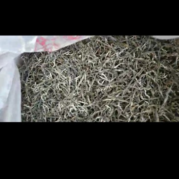 普洱茶