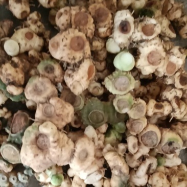 深山老林野生多花甜黄精