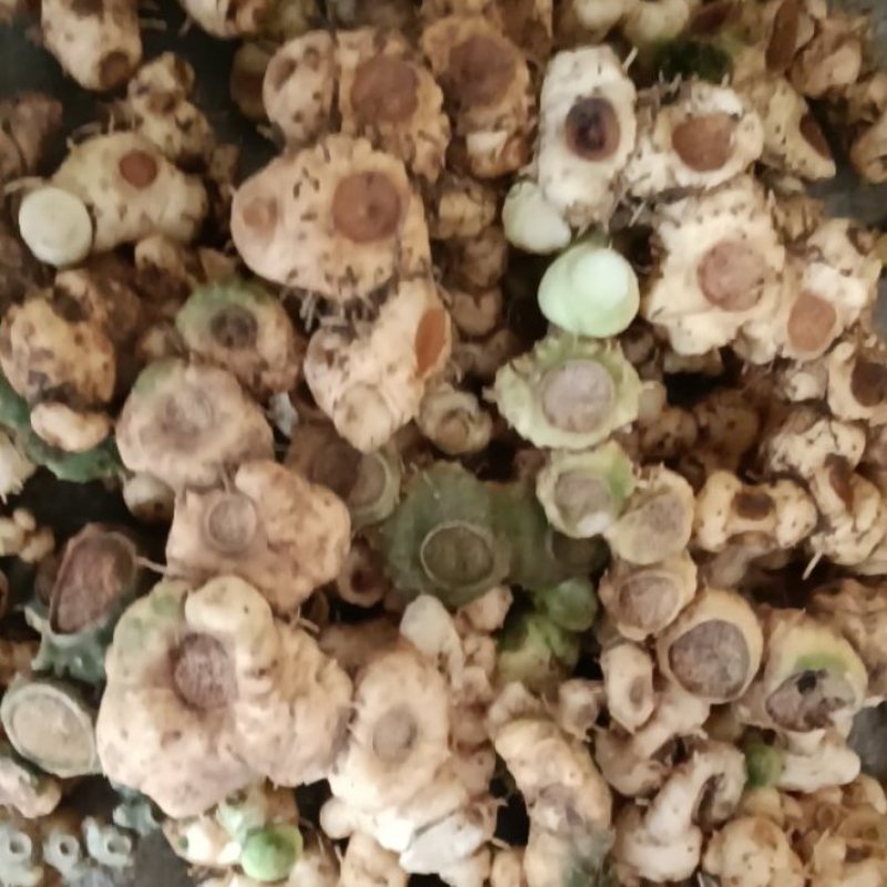 深山老林野生多花甜黄精