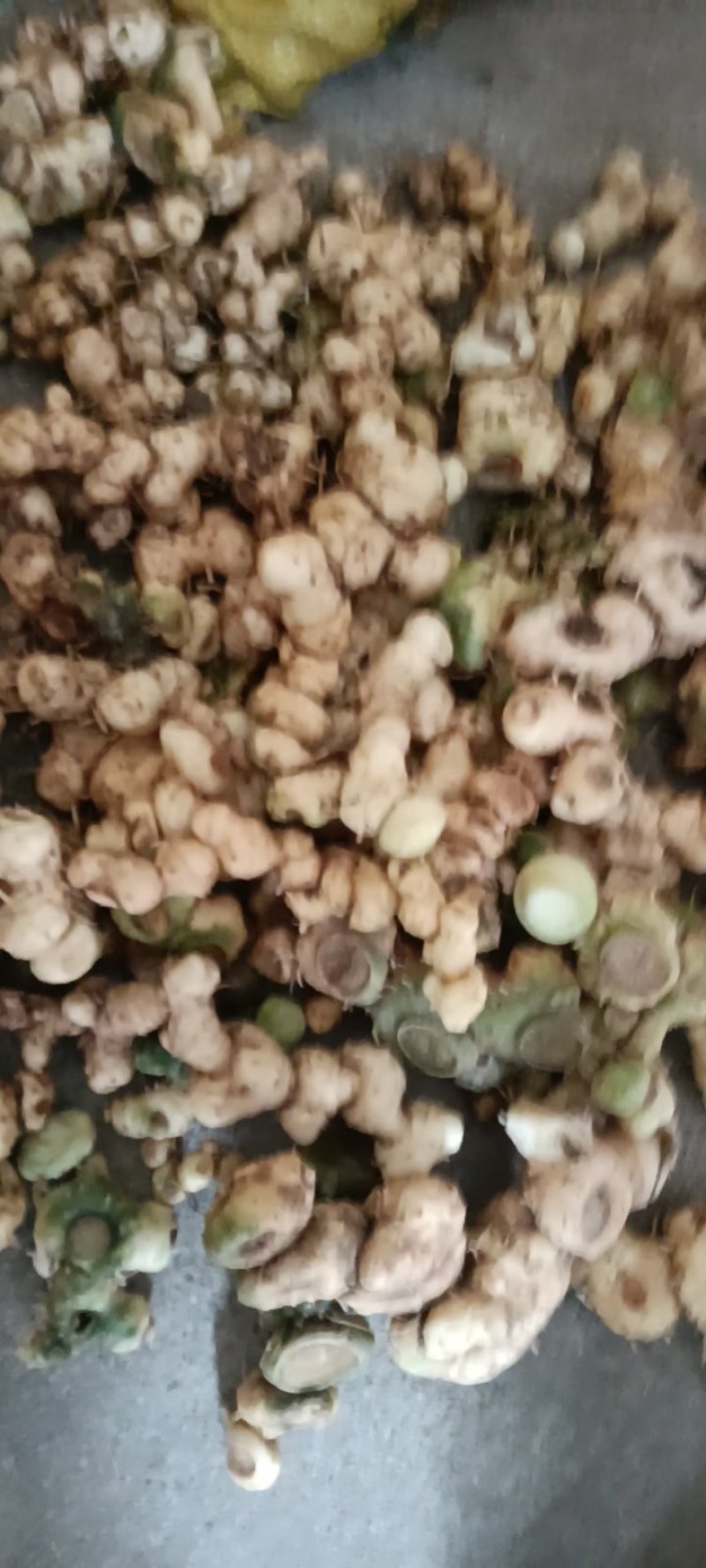 深山老林野生多花甜黄精
