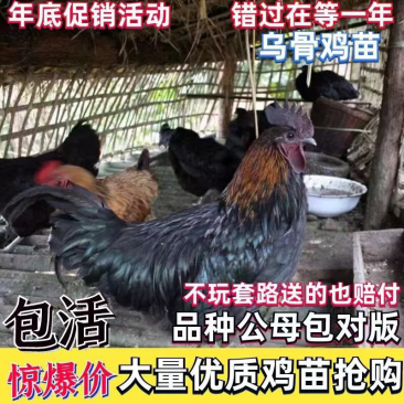 乌黑鸡苗
