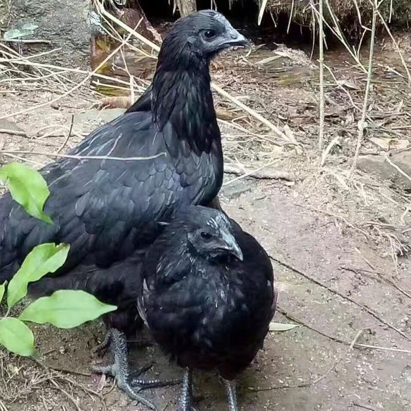 乌黑鸡苗