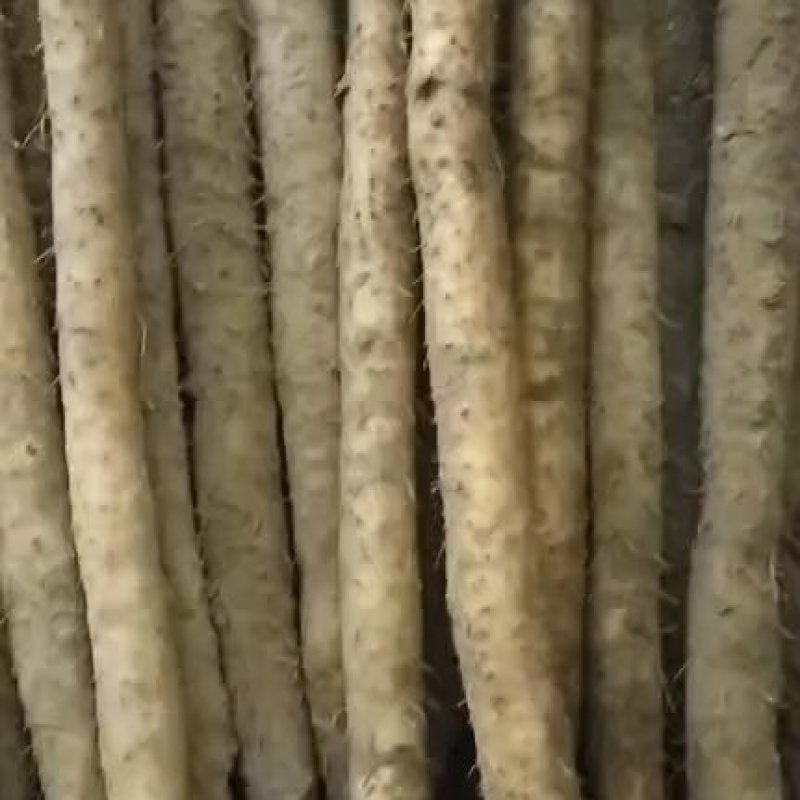 小白嘴双棒产地长年供应小白嘴山药散货箱货精品网袋